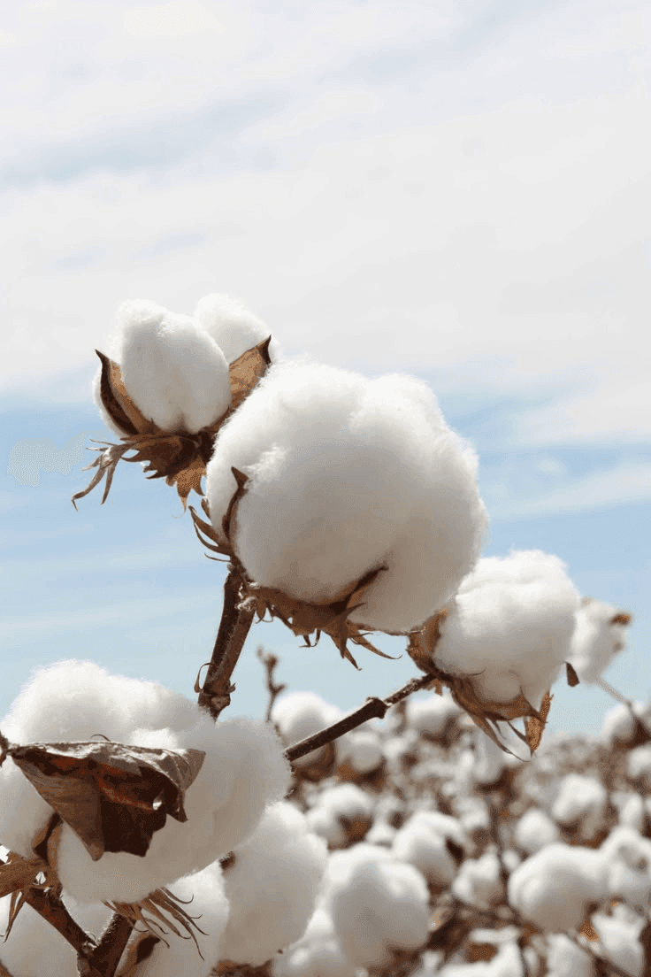 Cotton field